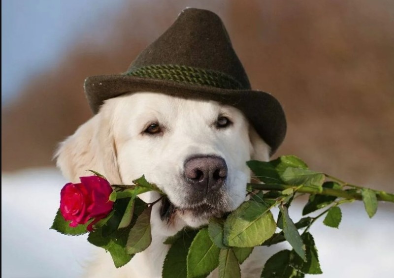 Create meme: dog with a rose , a dog with flowers in his teeth, labrador with flowers
