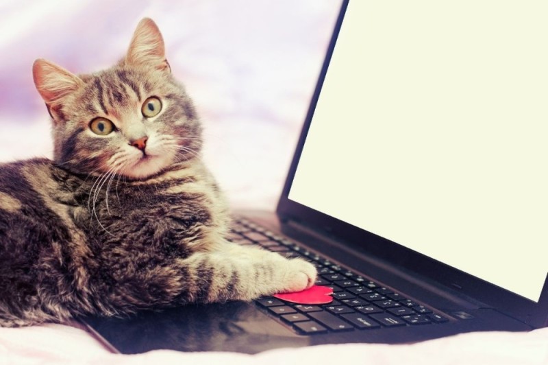 Create meme: grey cat , cat , cat for laptop