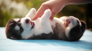 Create meme: small husky, cute puppies, Welsh Corgi