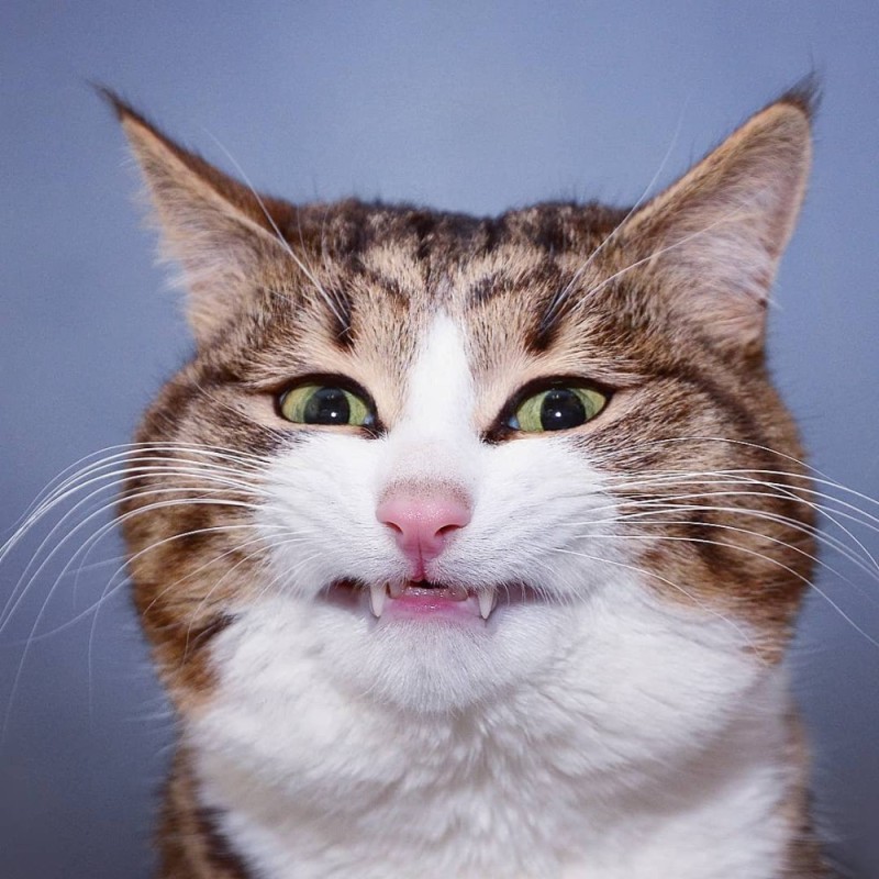 Create meme: cat funny , laughing cat , laughing cat