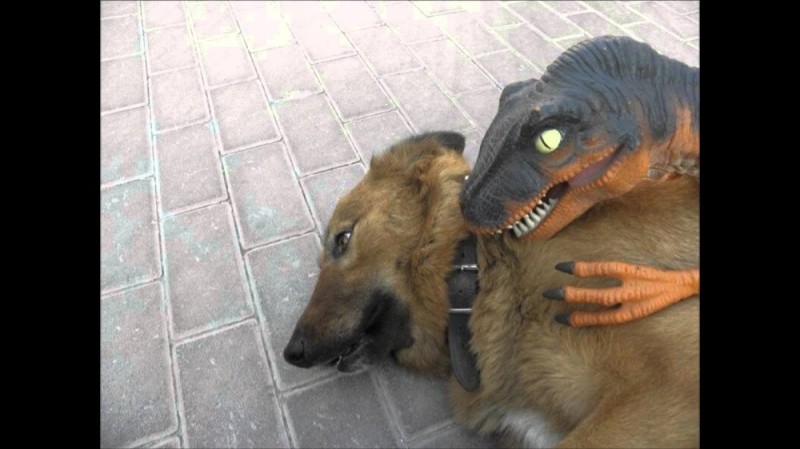 Create meme: dinosaur dog, dog pet, A flea-bitten dog