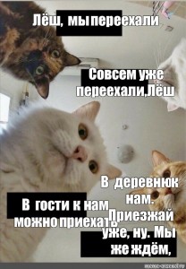 Совсем переехавший. Коты и работа мемы. Мемы о котах. Кот Лешка. Лена и коты.