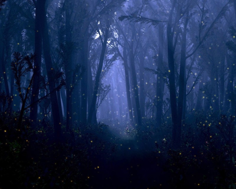 Создать мем: ночь в лесу, красивый ночной лес, лес ночной