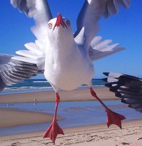 Create meme: Seagull, Seagull