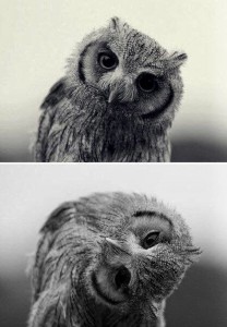 Создать мем: совушка, cute owl, дай денюшку картинка