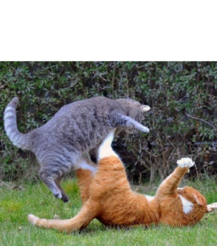 Create meme: fighting cats, The cat is fighting, fight of cats 