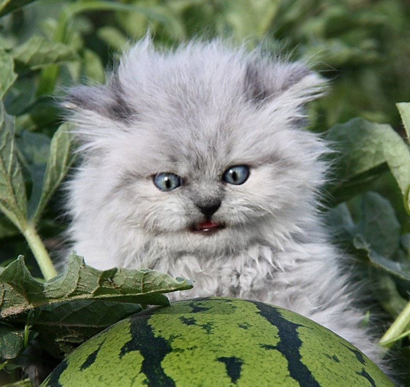 Create meme: evil kitty with a watermelon, angry cat with watermelon, cat watermelon