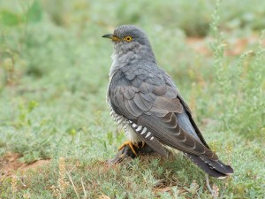 Create meme: cuckoo, the cuckoo bird