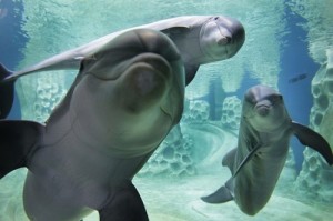 Create meme: whales and dolphins, interesting, manatee