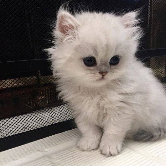 Create meme: Persian chinchilla cat, persian silver chinchilla, kittens are fluffy 