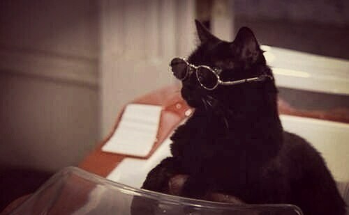 Create meme: Sabrina the little witch cat Salem, cat salem, a black cat with glasses