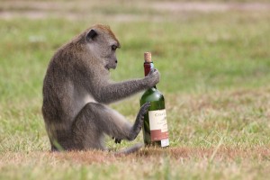 Create meme: monkey, alcohol, wild monkey