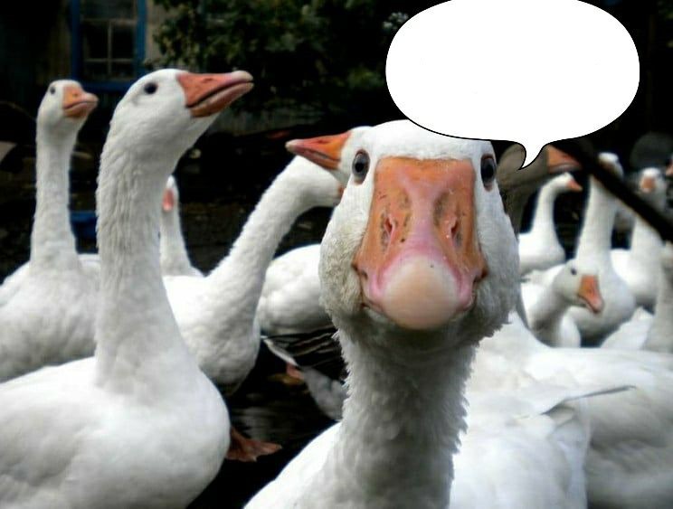 Create meme: duck goose, goose live, the goose is beautiful
