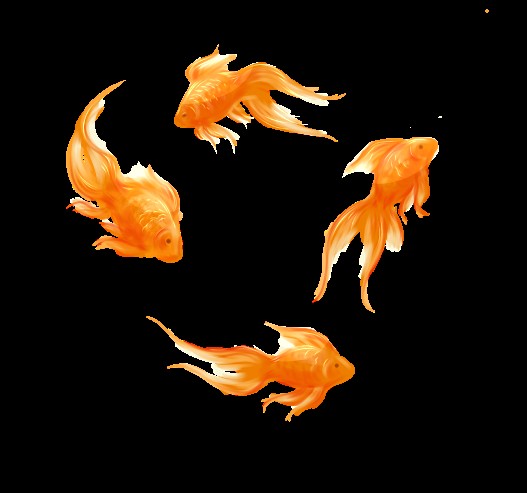 Create meme: goldfish , goldfish on a black background, fish 