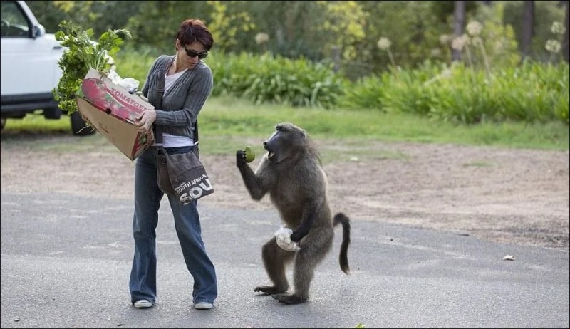 Создать мем: бабуины нападают на людей, обезьяна украла телефон, обезьяна павиан