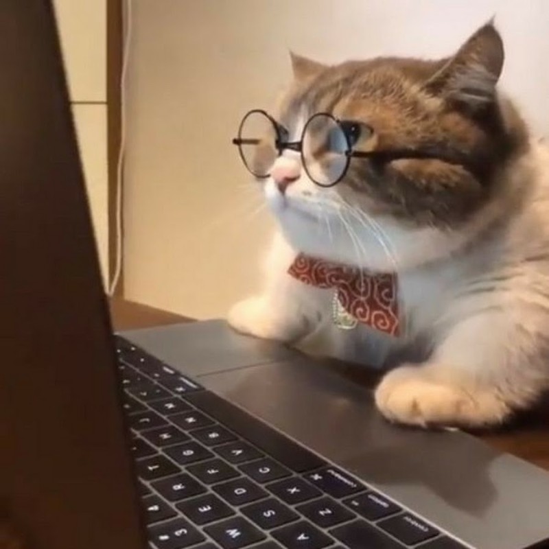 Создать мем: кот за компьютером