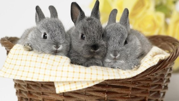 Создать мем: животные кролики, серые кролики, красивые кролики
