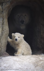 Создать мем: детеныш белого медведя, белый медведь в зоопарке, старооскольский зоопарк белый медведь