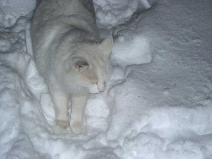 Создать мем: кошка, кошка белая, кот зимой