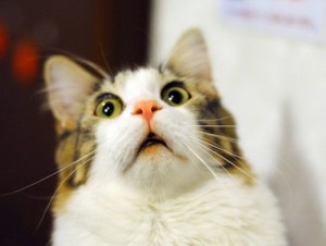 Create meme: emotional cat, cat surprised, messed up