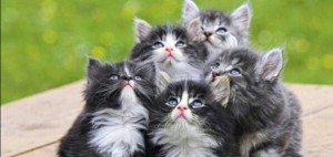 Создать мем: котята, милые котята, очаровательные котята