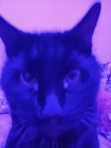Создать мем: cat, чёрная кошка с голубыми глазами, черный кот морда