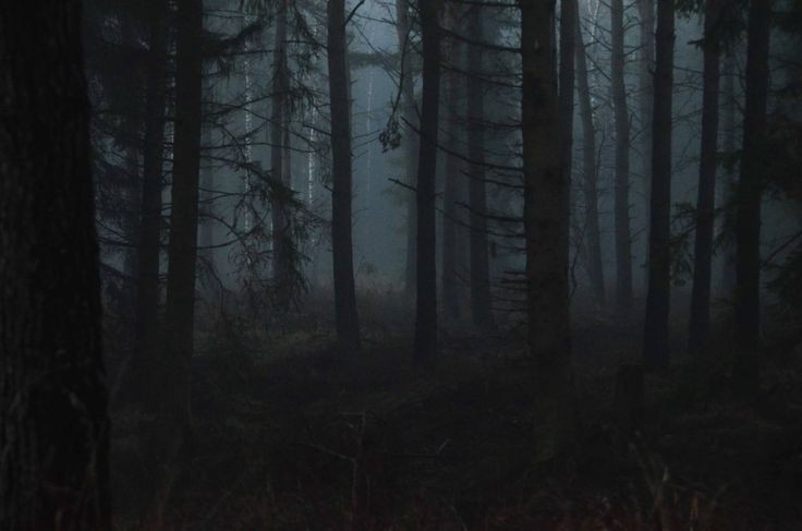 Create meme: dense dark forest, dark forest, the forest dark