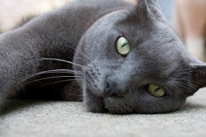 Create meme: Russian blue cat, grey cat, the Russian blue cat