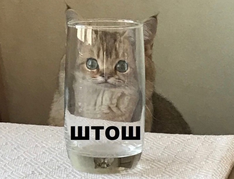 Создать мем: штош мем кот, кот в бокале, котик в стаканчике