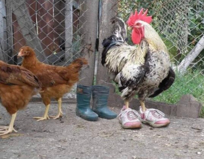 Create meme: a rooster in a chicken coop, the village cock, a Turkey and a rooster