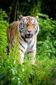 Create meme: the Amur tiger, tiger, Siberian tiger