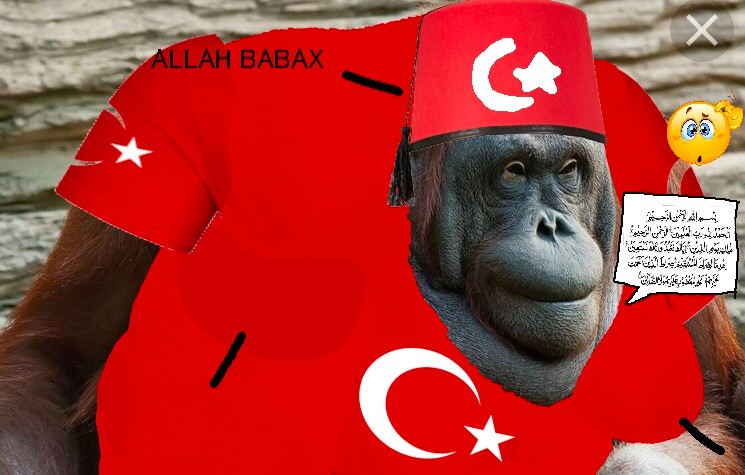 Create meme: orangutan monkey, monkey , primate orangutan