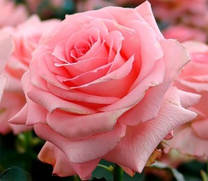 Создать мем: роза чайно гибридная, розы нежные, цветы розы розовые