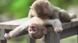 Create meme: monkey animals, monkey monkey, monkeys
