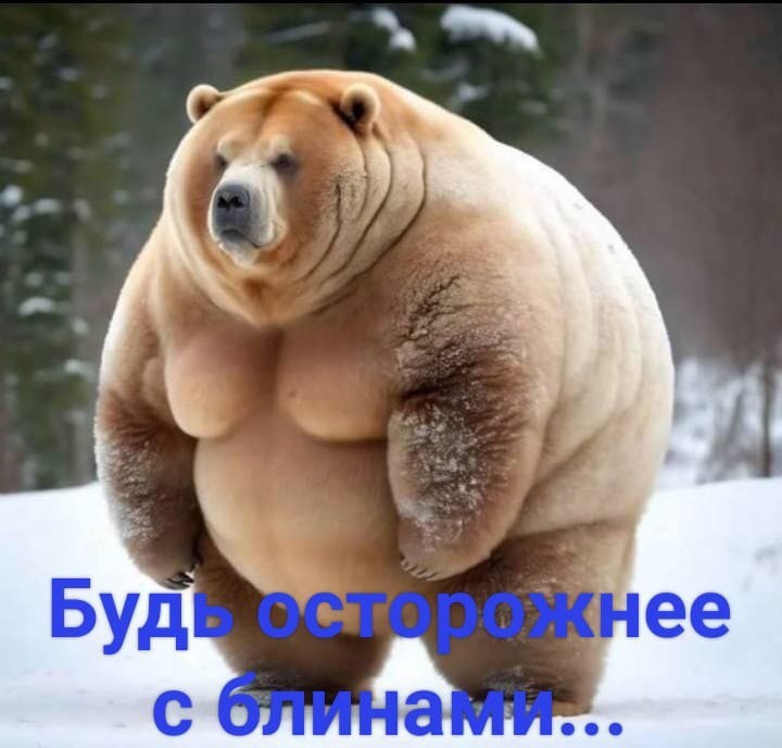 Create meme: The bear is fat, fat animals , the fattest bear