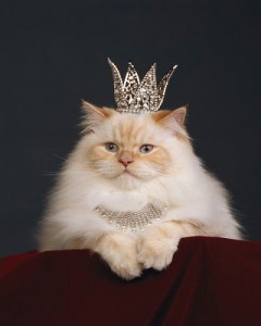 Создать мем: кошка, мы королевы бабы простые, кошка муська