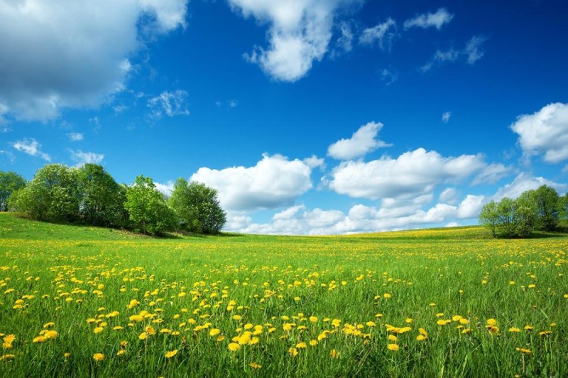 Create meme: field with dandelions, landscape field, field nature