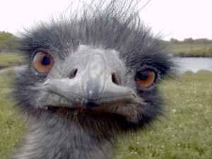 Создать мем: птица похожая на страуса, 10 интересных фактов, смешные птицы