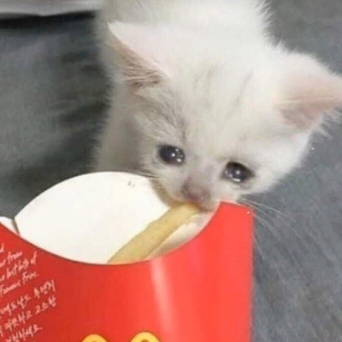 Создать мем: котенок ест картошку фри, котенок кушает мем, кот ест картошку фри
