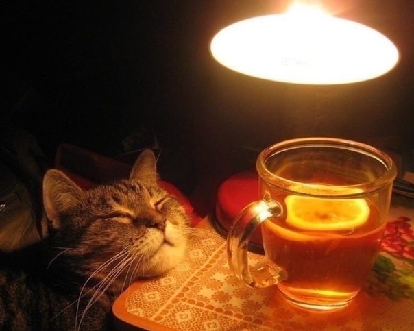 Create meme: tea in the evening, cat in the evening, evening tea