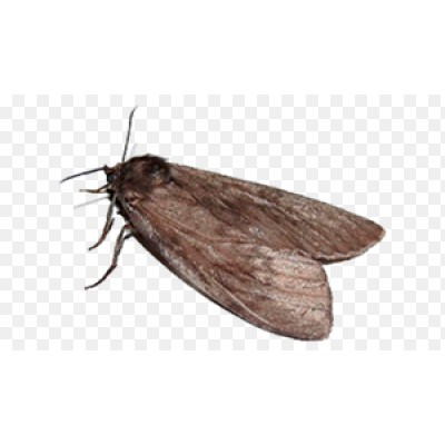 Create meme: the dress moth (tineola bisselliella), mol, room moth