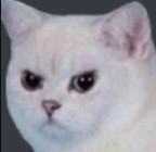 Создать мем: white cat meme, кошка, злой кот