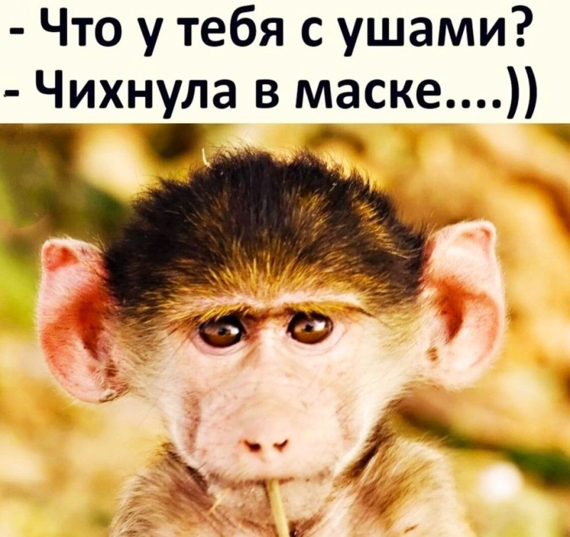 Create meme: what's with the ears sneezed in a mask, funny monkeys, big - eared monkey