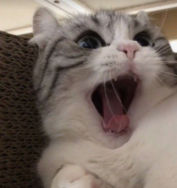 Create meme: The frightening cat, mugimeshi the cat, cute cat from meme