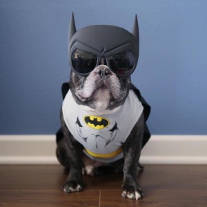 Создать мем: костюм бэтмена для собаки, французский бульдог бэтмен, французский бульдог