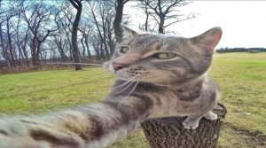 Create meme: cats, cat taking a selfie, cat