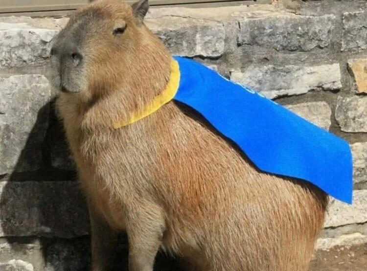 Create meme: cute capybara, funny capybaras, the capybara 