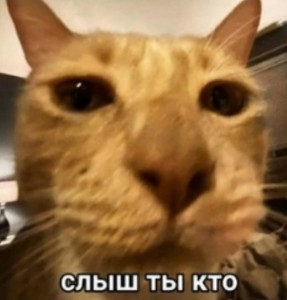Create meme: cat, Kote, cat