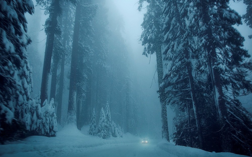 Create meme: winter forest in the fog, forest snow , gloomy winter forest
