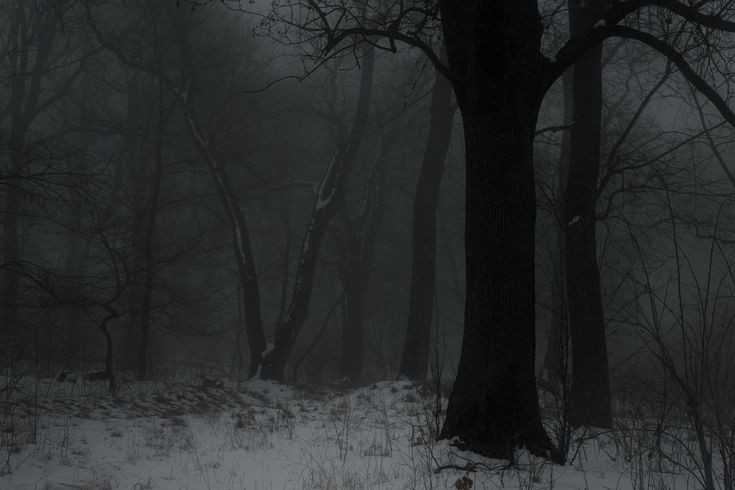 Создать мем: темный лес, темный зимний лес, в зимнем лесу